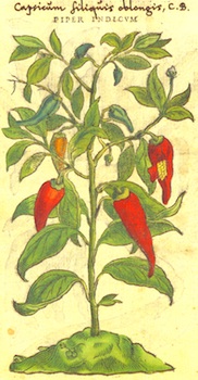 Paprika in an Old Herbal
